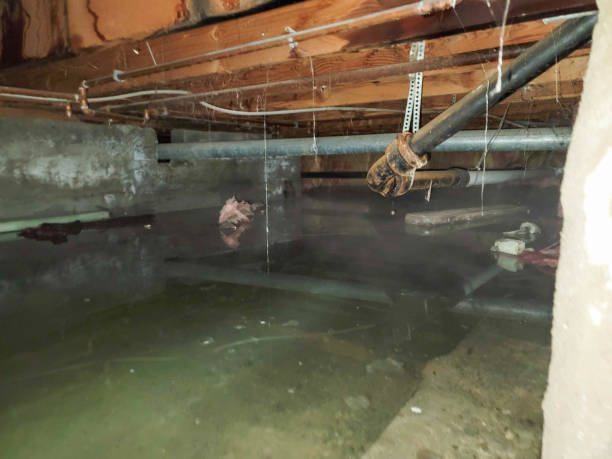 Best Flooded house restoration  in Madison, IL